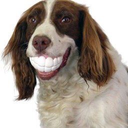 Mi perro y sus dientes